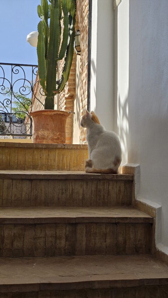 Villa Marrakech : Un Havre de Paix au Cœur de la Kasbah 10 20250910 112146