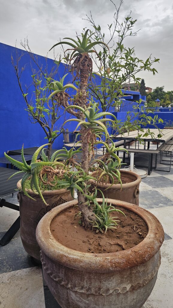 Riad Goloboy Marrakech : Passeport pour la Vie en Bleu Majorelle 7 20250916 174403