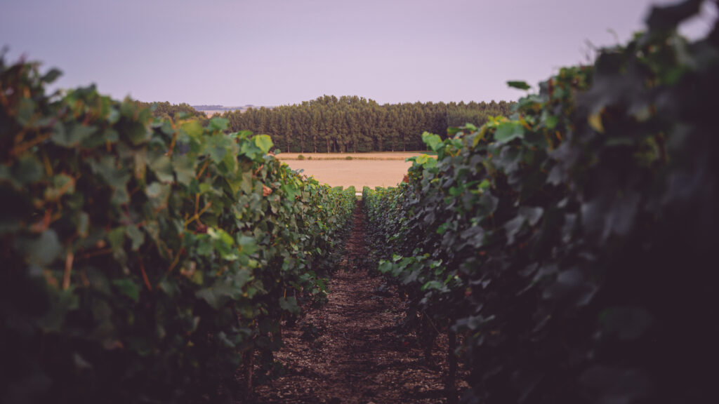 Wine Days