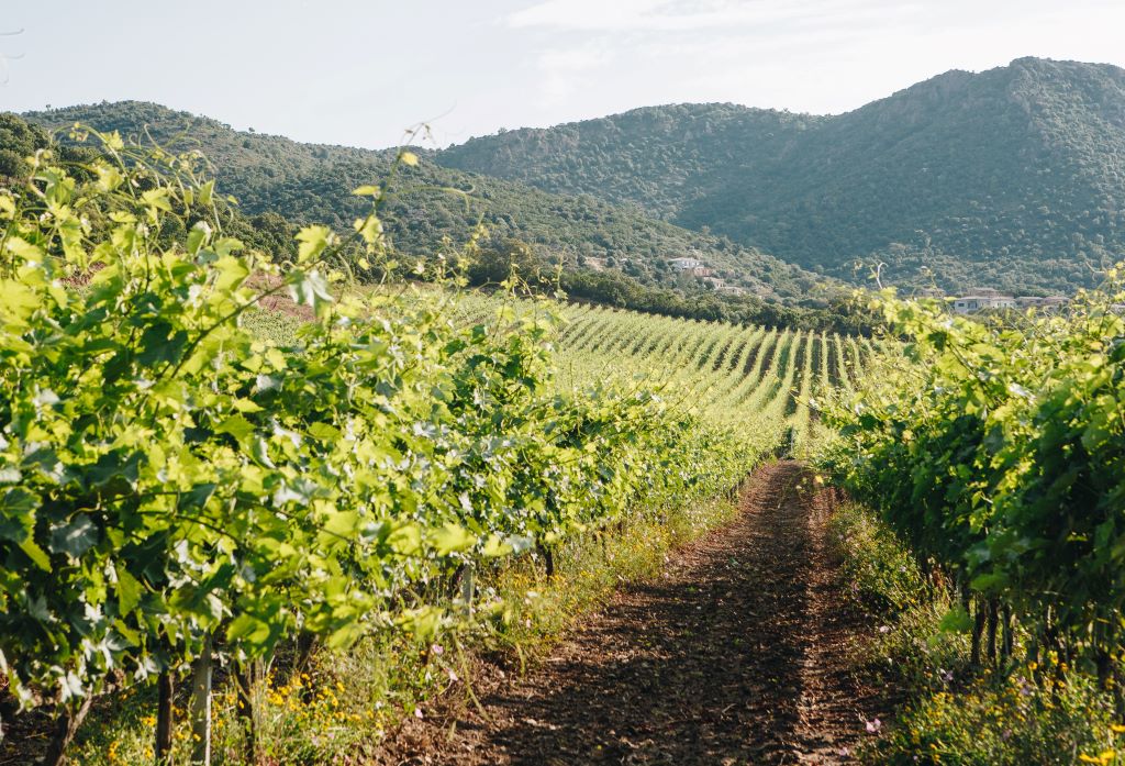 Corse-Du-Sud : Mer Turquoise, Vignobles Et Gastronomie 14 Domaine de GRANAJOLO Visit Corsica