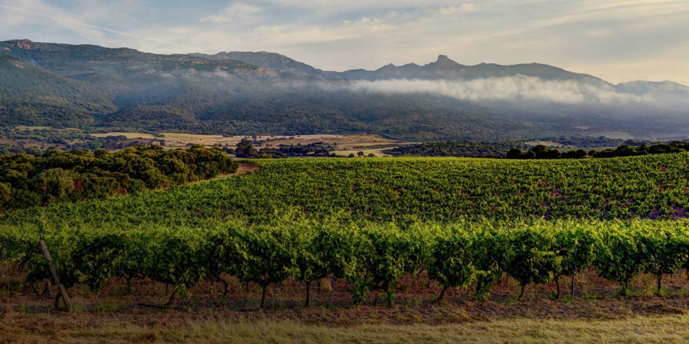 Corse-Du-Sud : Mer Turquoise, Vignobles Et Gastronomie 11 clos canarelli